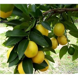 Цитрус Лимонелла (лаймкват) (плоды овальн,от желт-зел.до ярко-желт) 1шт П